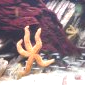 étoile de mer