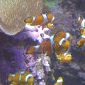 poissons clowns