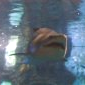 requin taureau